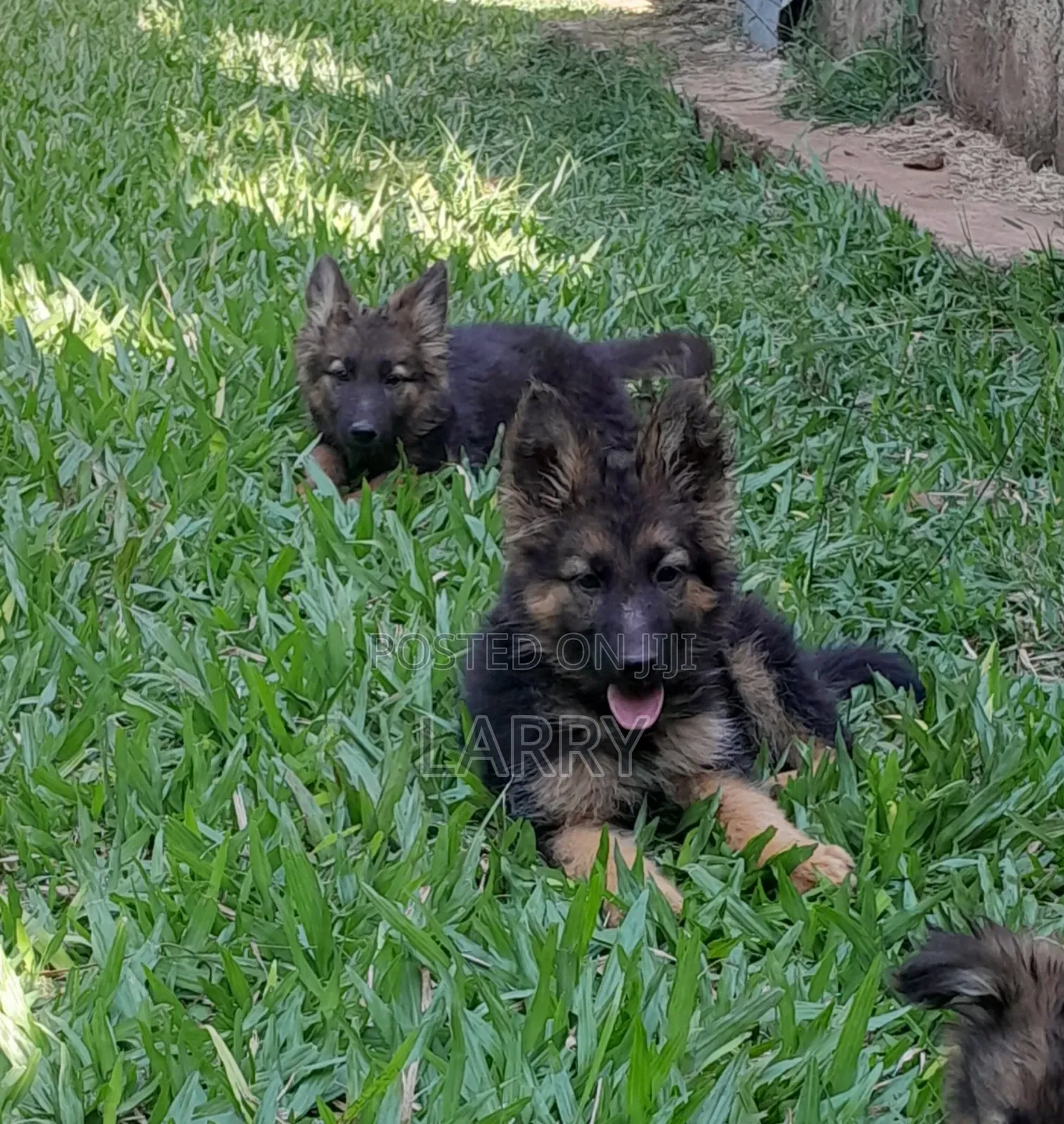 1-3 months Male Purebred German Shepherd