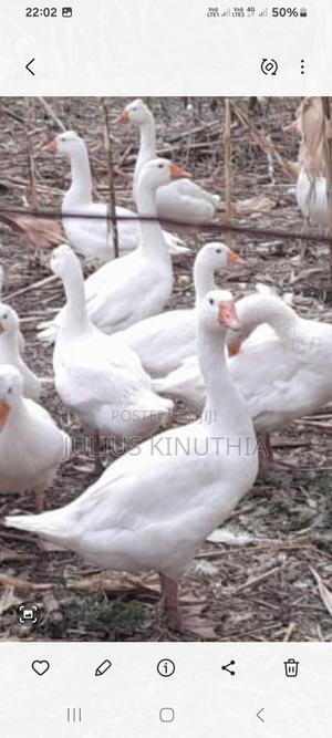 Poultry Farming - thumbnail 2