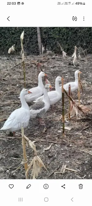 Poultry Farming