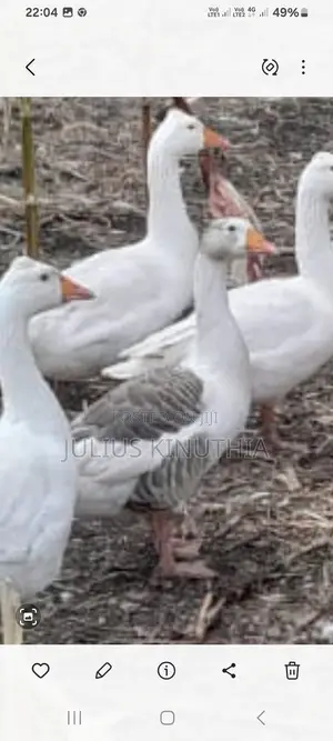 Poultry Farming