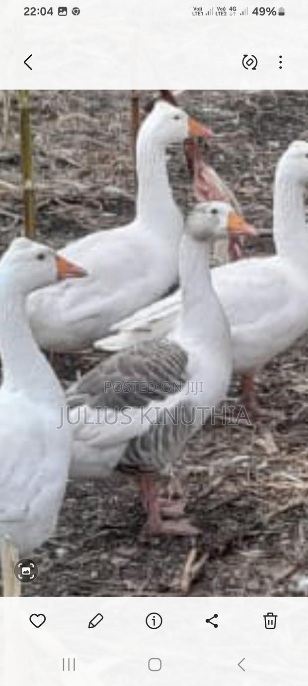 Poultry Farming - thumbnail 4