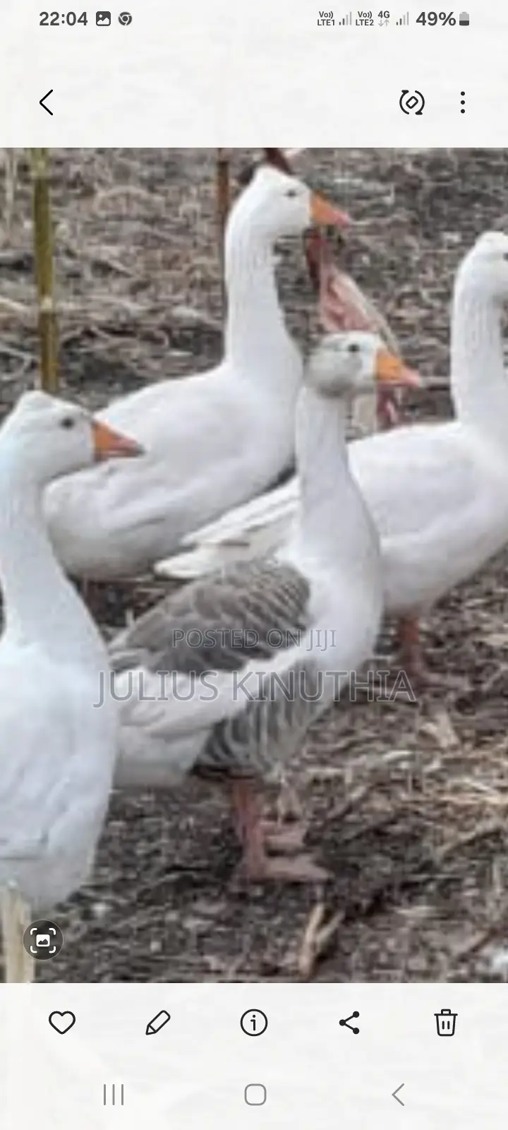 Poultry Farming