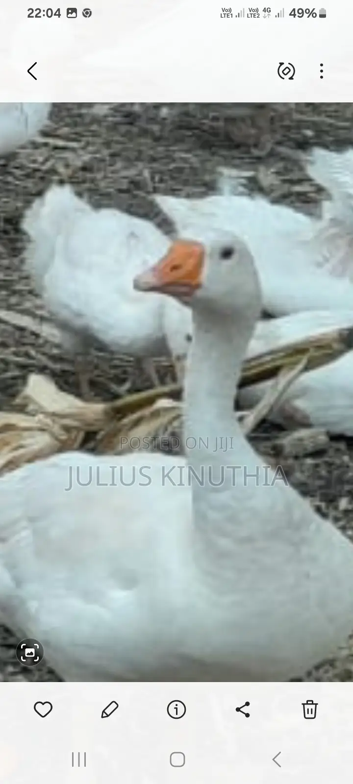 Poultry Farming