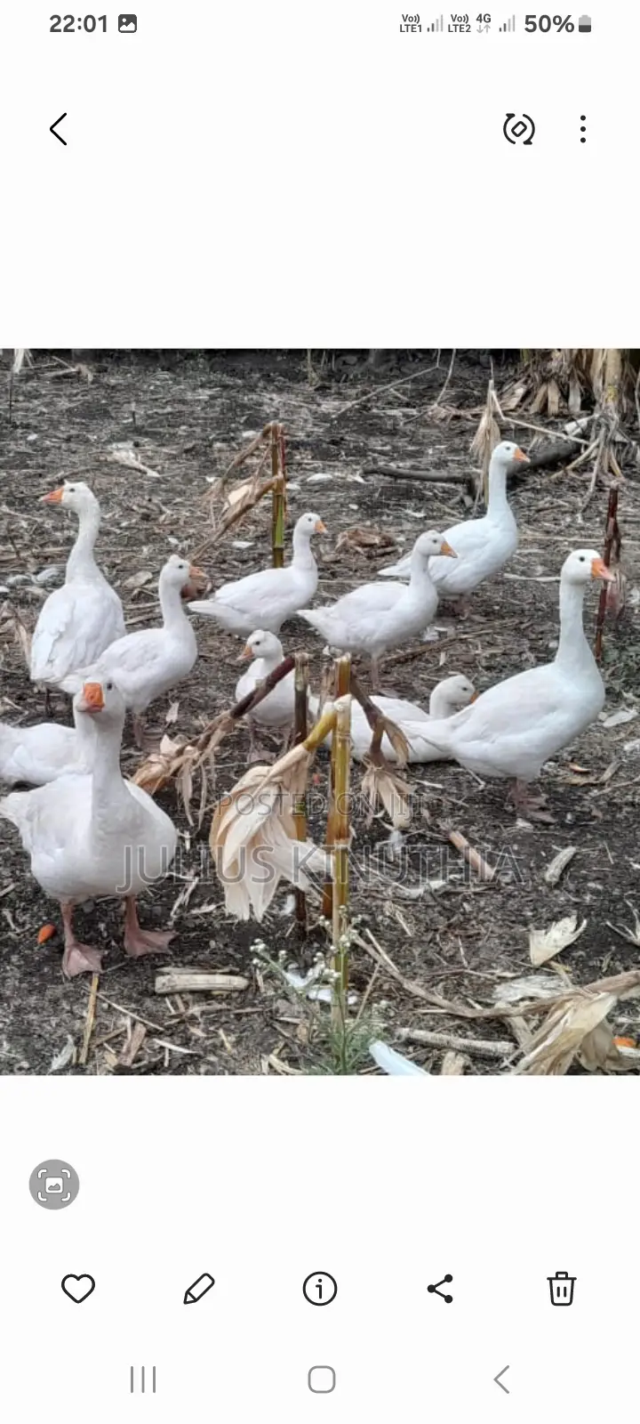 Poultry Farming