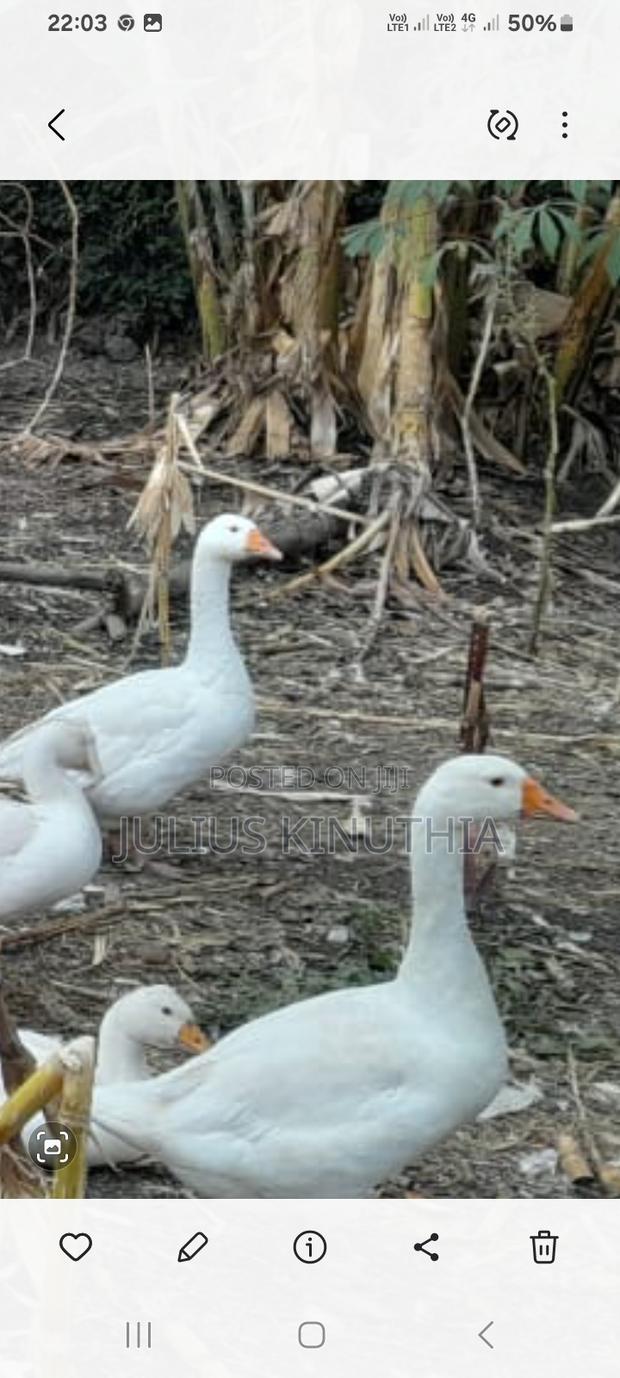 Poultry Farming - thumbnail 7
