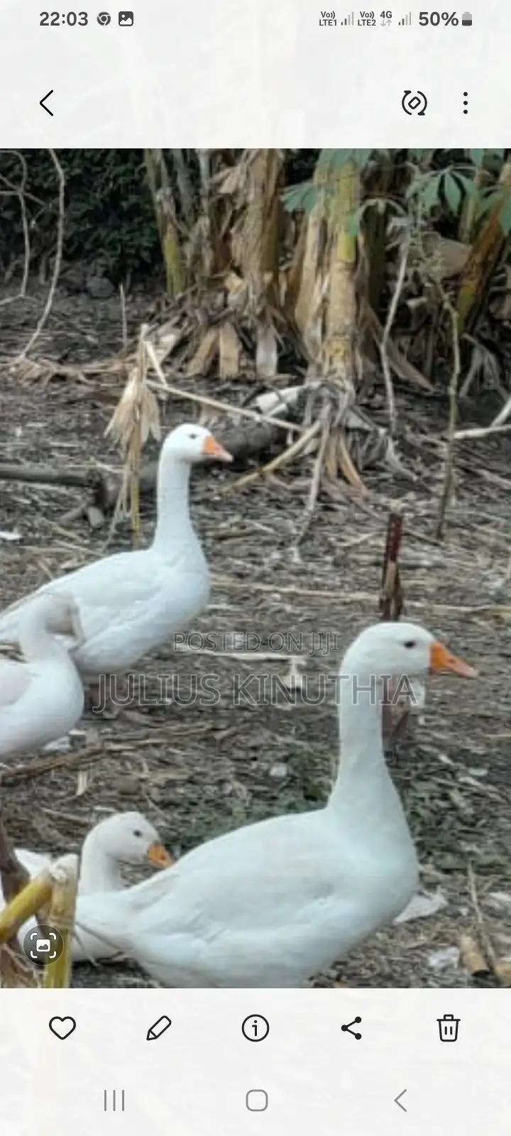 Poultry Farming