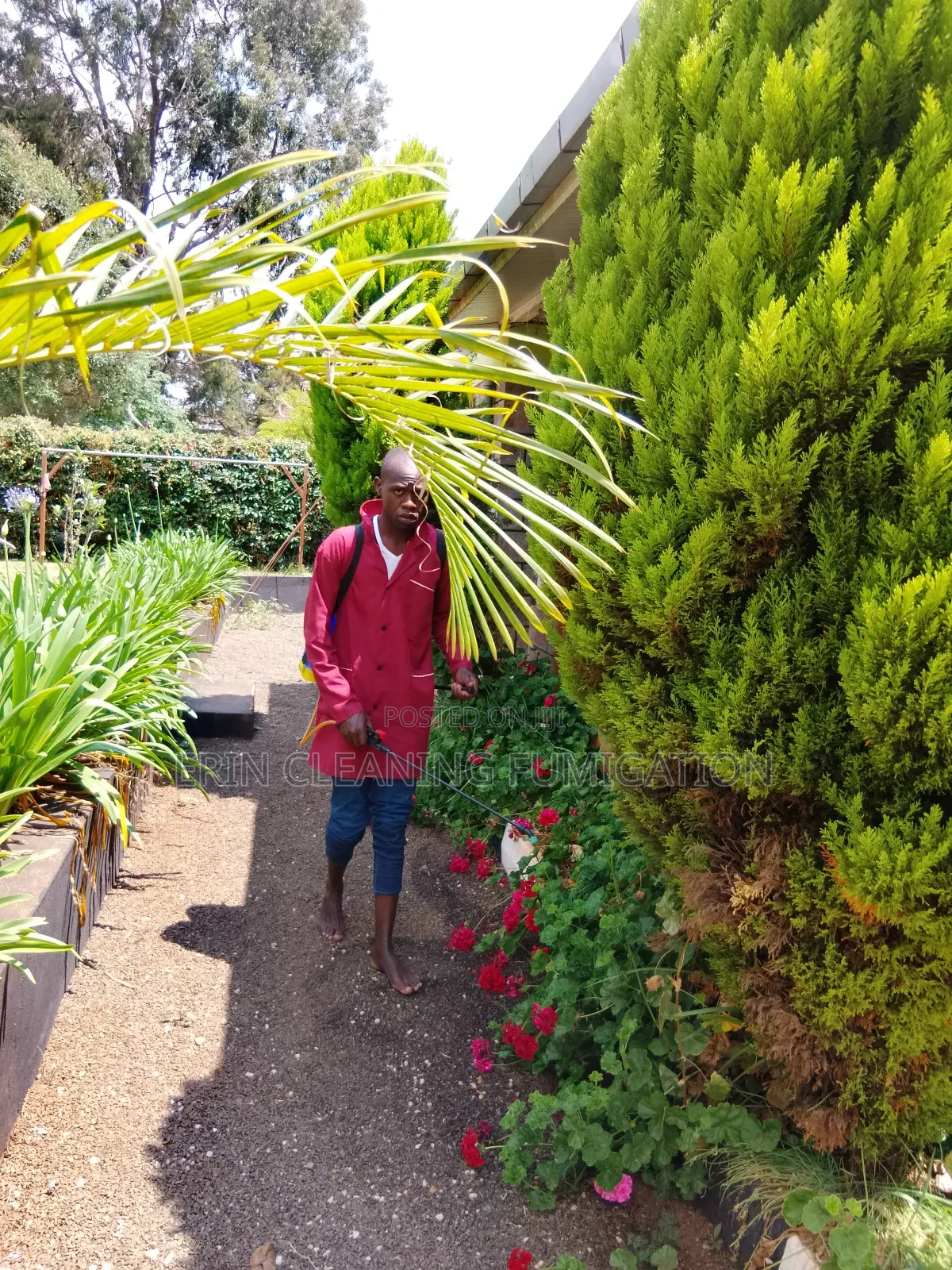 Fumigation Pest in Cleaning Services