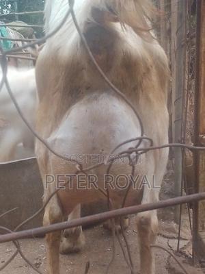 Saanen Goats - thumbnail 2