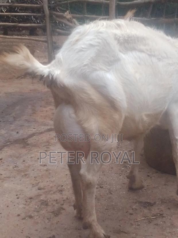 Saanen Goats - thumbnail 3