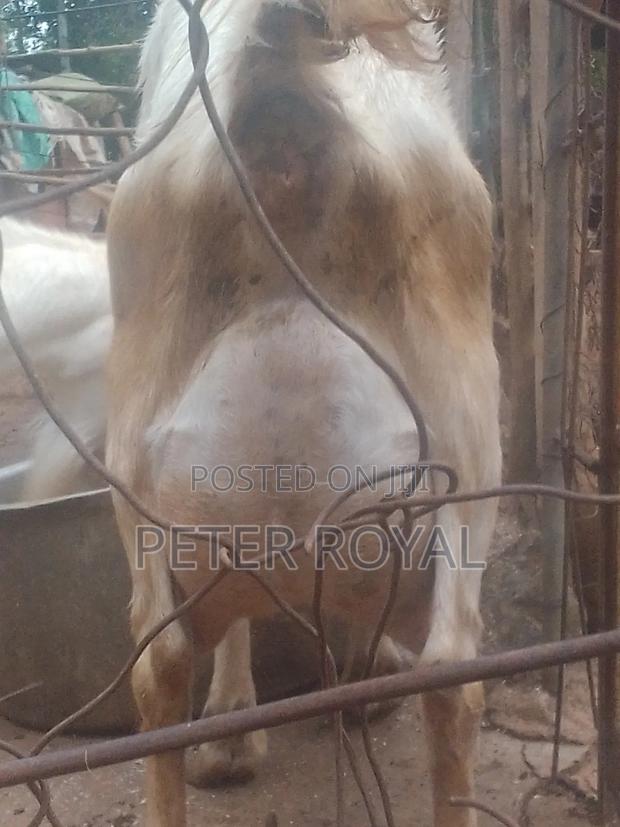 Saanen Goats - thumbnail 4