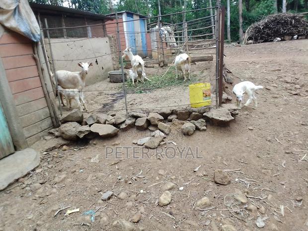 Saanen Goats - thumbnail 5