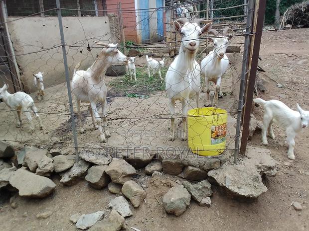 Saanen Goats - thumbnail 6