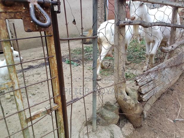 Saanen Goats - thumbnail 7