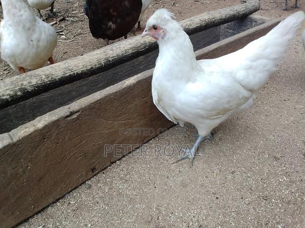 Polish Hens - main view