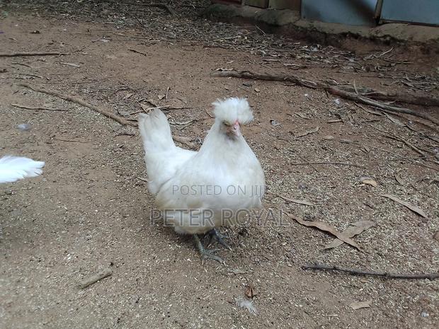 Polish Hens - thumbnail 2