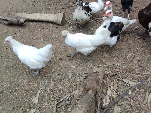 Polish Hens - thumbnail 3