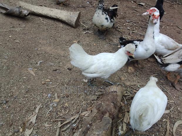 Polish Hens - thumbnail 4