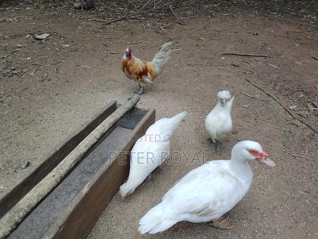 Polish Hens - thumbnail 5