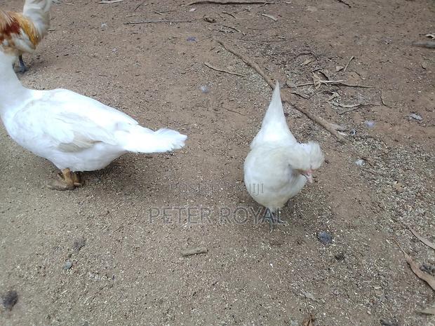 Polish Hens - thumbnail 6