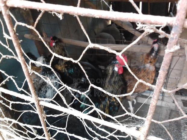 Polish Hens - thumbnail 7