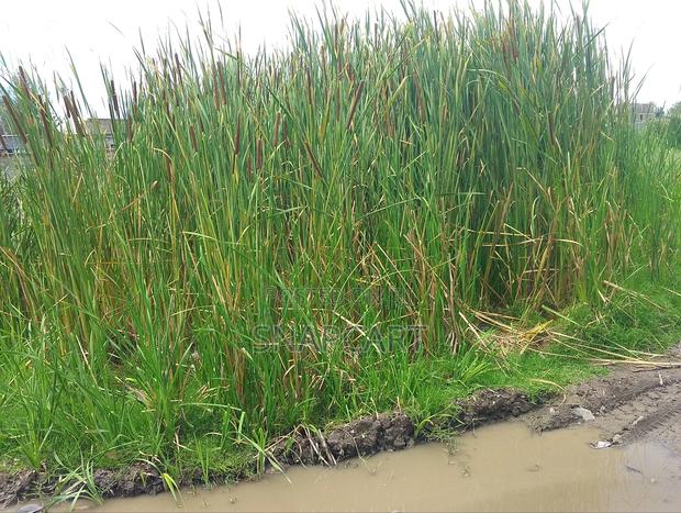 Plot for Lease in Katani 5 Years - thumbnail 5