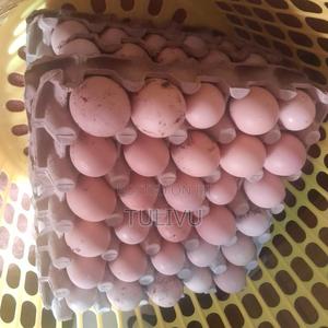 Fertilised Kienyeji - main view