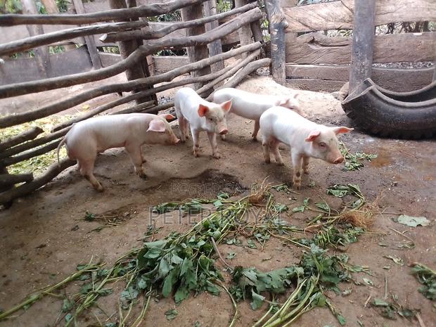 Large White Piglet - main view