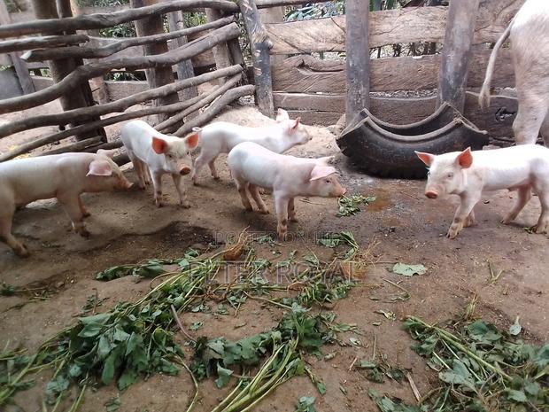 Large White Piglet - thumbnail 3