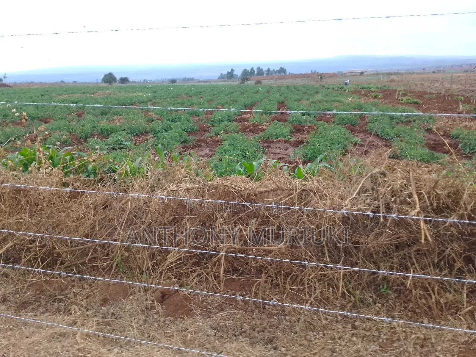 Agricultural Land for Sale
