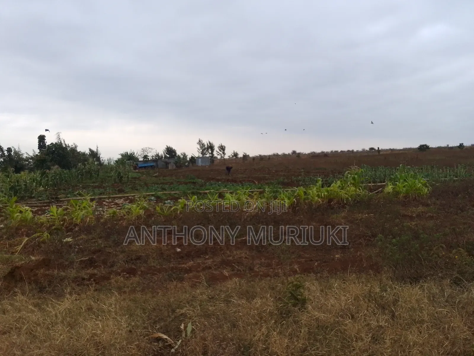 Agricultural Land for Sale