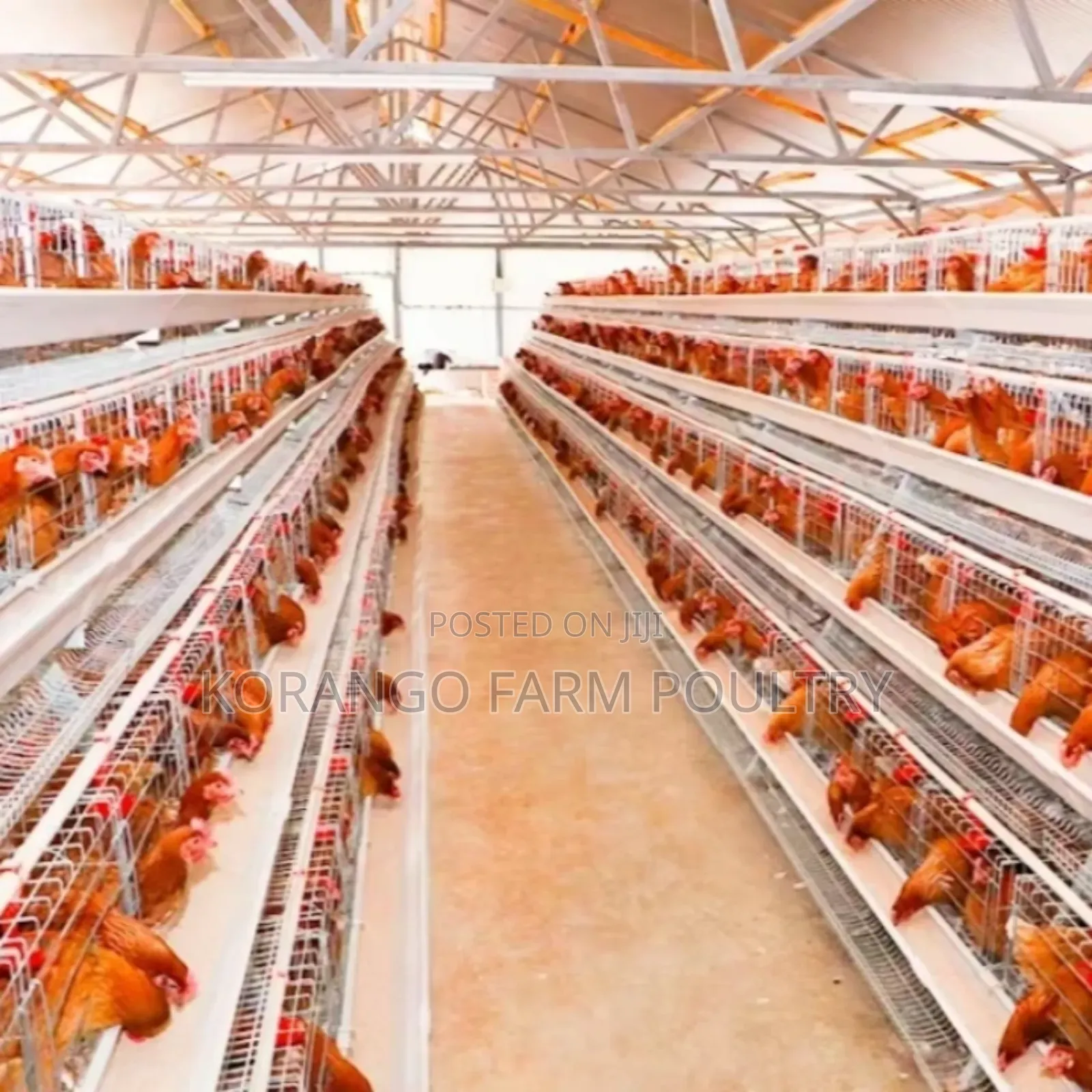 128 Capacity Birds Chicken Cages