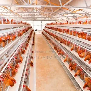 128 Capacity Birds Chicken Cages