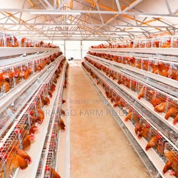 128 Capacity Birds Chicken Cages - thumbnail 2
