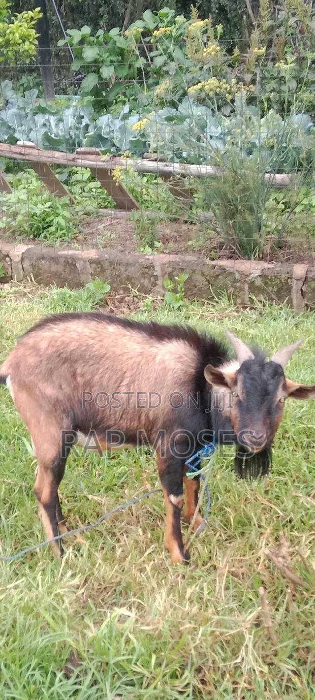 Healthy Male Alpine Goat