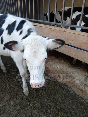 Hostein Breed Heifer - thumbnail 2