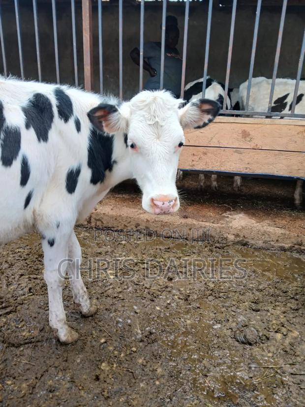 Hostein Breed Heifer - thumbnail 3