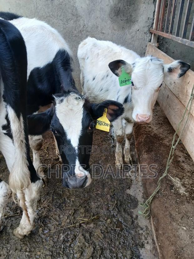Hostein Heifers - main view