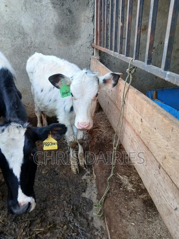 Hostein Heifers - thumbnail 3