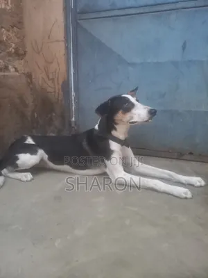 1-3 months Female Mixed Breed Canaan