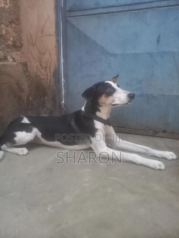 1-3 months Female Mixed Breed Canaan