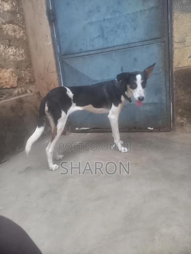 1-3 months Female Mixed Breed Canaan - thumbnail 2