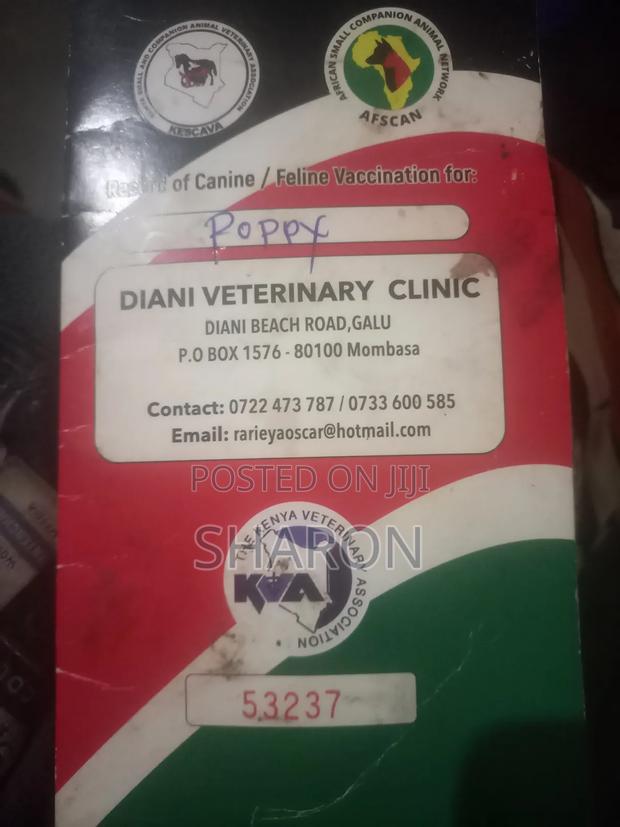 1-3 months Female Mixed Breed Canaan - thumbnail 4