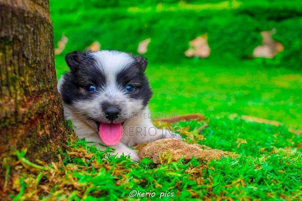 1-3 months Male Purebred Japanese Spitz