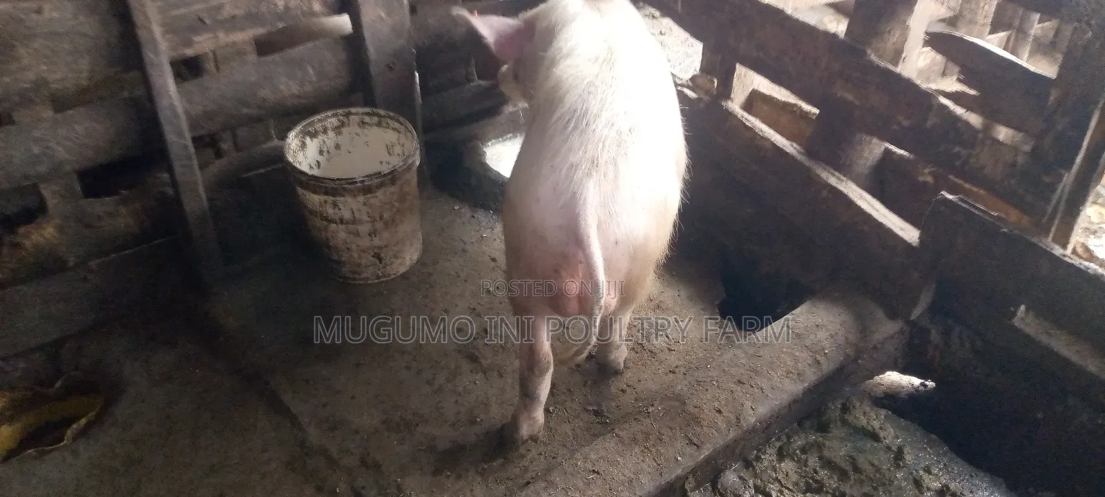 Boer for Sale