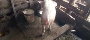 Boer for Sale - thumbnail 2