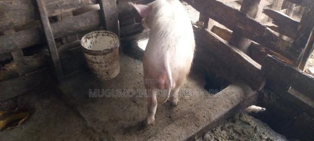 Boer for Sale - main view