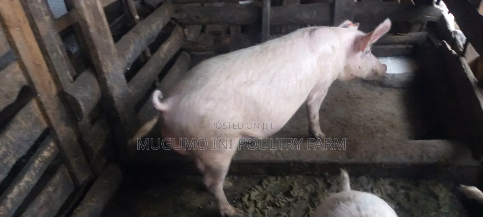 Boer for Sale