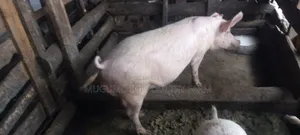 Boer for Sale
