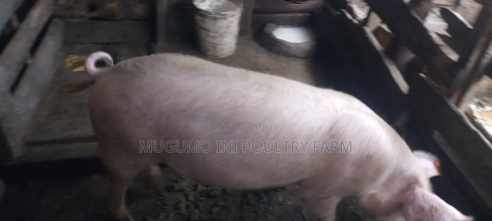 Boer for Sale