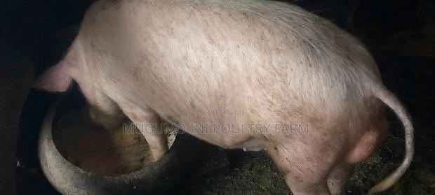 Boer for Sale - thumbnail 5